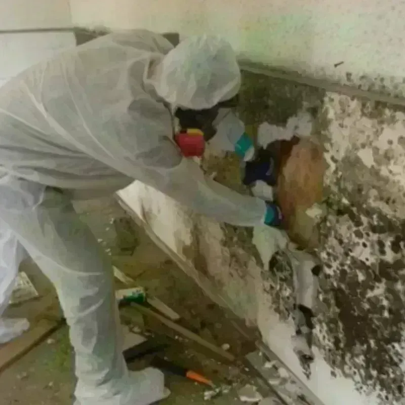 Mold Remediation and Removal in Dublin, NH